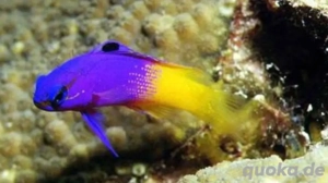 Grama Loreto Meerwasser 