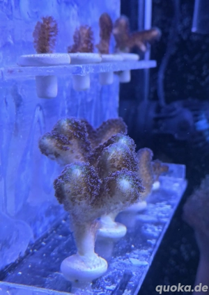 Stylophora Milka - Meerwasser Korallen  Bild 2