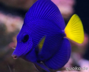 Rotmeer Doktorfisch Zebrasoma xanthurum Meerwasser 