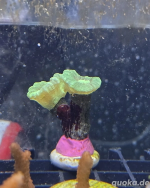 Caulastrea Neon Grün - Meerwasser Korallen