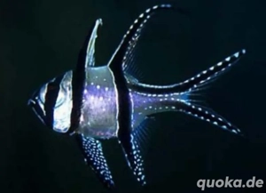 Kardinalsbarsch paar Meerwasser 