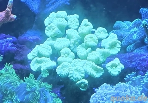 Caulastrea Neon Grün - Meerwasser Korallen Bild 3