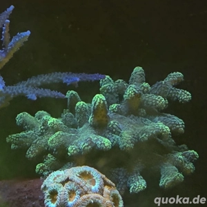 Stylophora Grün - Meerwasser Korallen