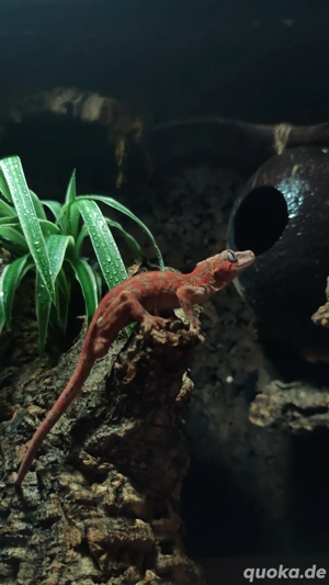 1.0 Red Based Red Striped Rhaocodactylus auriculatus 