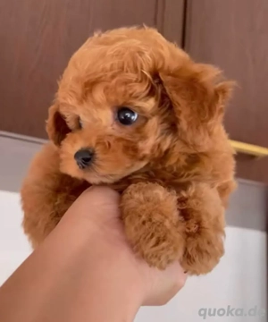 Toy Pudel-Welpen verfügbar 