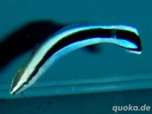 Putzerlippfisch Meerwasser 