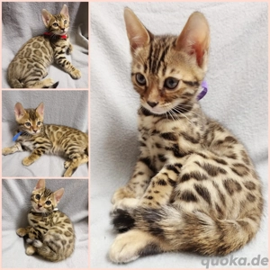 Reinrassige spotted Bengal Kitten