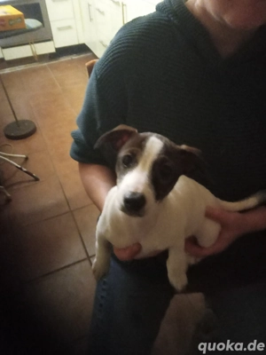 Reinrassige Jack Russel Welpen