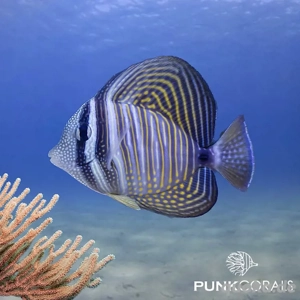 indischer segelflosen doc 