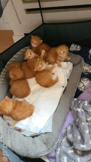 Main Coon  Kitten XXL