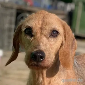 Tharu, geb. ca. 01 2024, lebt in GRIECHENLAND, im städt. Tierheim Serres 