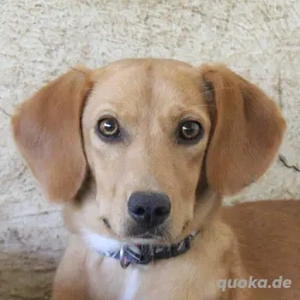 Shiva, geb. ca. 01 2025, lebt in GRIECHENLAND, auf einer privaten Pflegestelle 