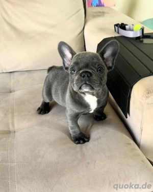 Blue Merle Französische Bulldoggenwelpen 