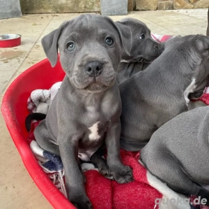 Staffordshire Bull Terrier-Welpen zum Verkauf 
