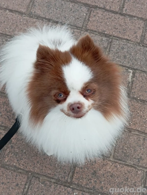 Wunderschöner Pomeranian Deckrüde in Weiß Schoko  Bild 8
