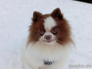 Wunderschöner Pomeranian Deckrüde in Weiß Schoko  Bild 9