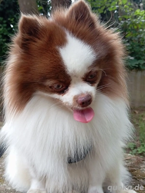 Wunderschöner Pomeranian Deckrüde in Weiß Schoko  Bild 6