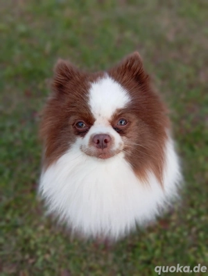 Wunderschöner Pomeranian Deckrüde in Weiß Schoko  Bild 7