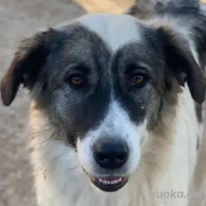 Ravli, geb. ca. 12 2024, lebt in GRIECHENLAND, im städt. Tierheim Serres