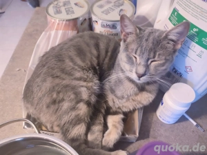 Kätzchen aus dem Tierschutz