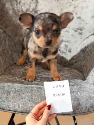 Chihuahua-Welpe zur Adoption 