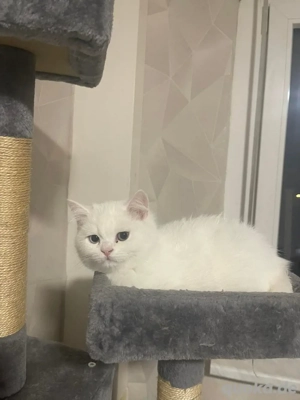 BKH kater 12Wochen alt und abholbereit