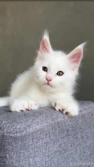 Typvolle Maine-Coon-Kitten, 12 Wochen alt, abgabebereit