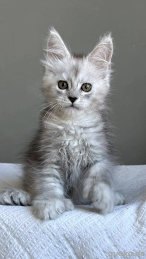 Maine-Coon-Kätzchen   3 Monate alt   bereit zum Umzug