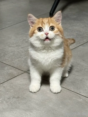 Kitten BKH