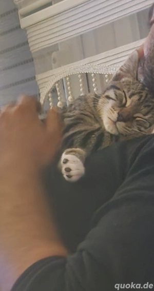 Europäisch Kurzhaar (EKH)