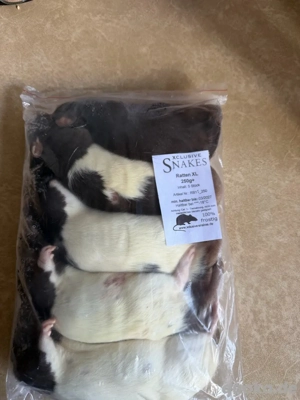 Frostratten 250g+ Notverkauf!!! Bild 2