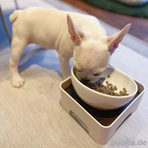 Reinrassige französische Welpen Bild 2