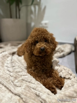 Deckrüde Toypudel Red