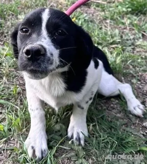 Wir suchen händeringend Pflegestellen für unsere Schützlinge im Raum München oder Ulm