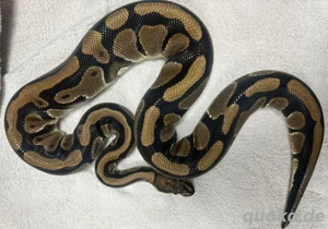 1.0 TH DG Clown Pied