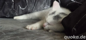 Verkaufe eine süße Baby katze