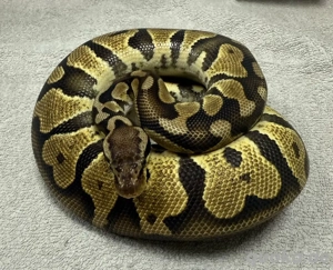 1.0 Pastel 66% DH DG Clown