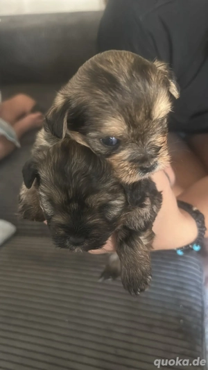 3 Yorkie Welpen suchen nach besitzer