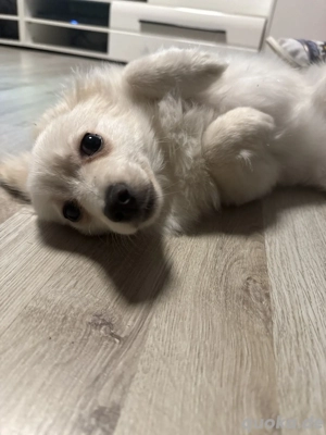 Liebevolles Zuhause für jungen Deutscher Spitz gesucht