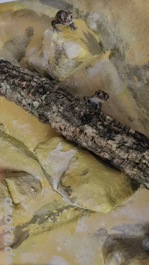 1.1 Strophurus Ciliaris Stachelschwanz Gecko