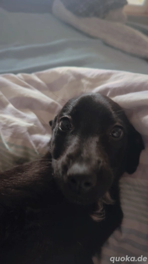 Mischlingswelpe Shayla