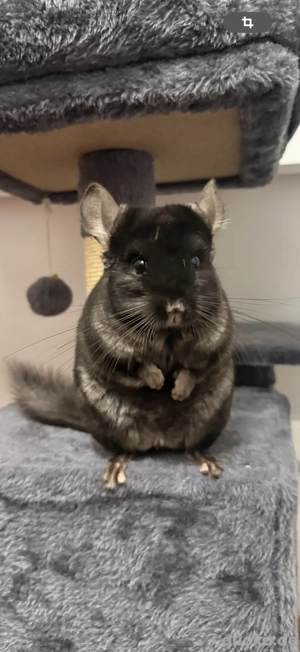 Chinchilla Bock abzugeben 2 Jahre alt 
