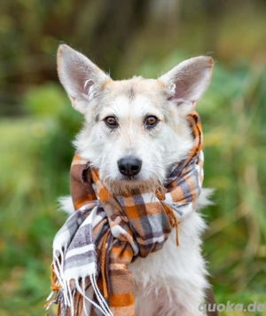 Freundliche Belka sucht liebevolle Familie