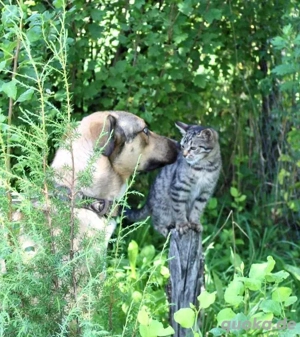 Skye verzaubert dich mit seinen blauen Augen