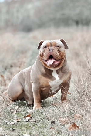 Old English Bulldog Deckrüde  Bild 3