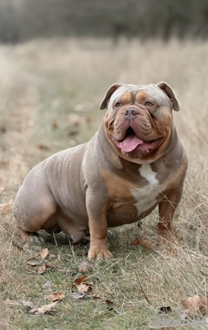 Old English Bulldog Deckrüde  Bild 2