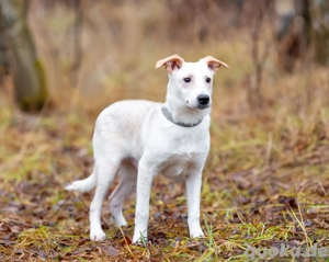 Zuckersüßer Cream sucht warmes Körbchen  
