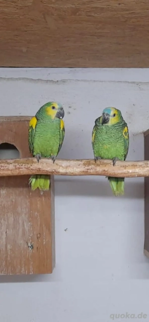 Blaustirnamazonen naturbruten abzugeben 