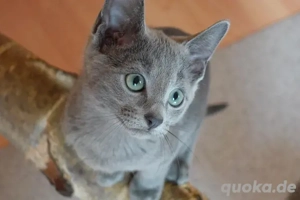 Russisch Blau mit Stammbaum Abgabebereit! Bild 4