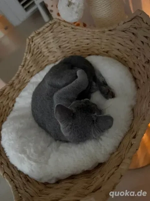 Russisch Blau mit Stammbaum Abgabebereit! Bild 2